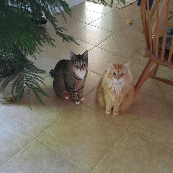 Meet your Posher, Christine - Picture 4 of 4